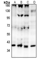 1 - Anti-GPR15 Antibody AP51956