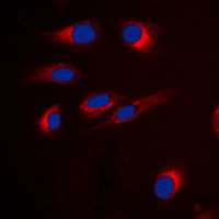 3 - Anti-GPR18 Antibody AP51957