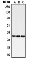 1 - Anti-GPR18 Antibody AP51957