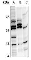1 - Anti-GPR81 Antibody AP51959