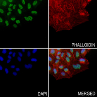 3 - Anti-GPR38 Antibody AP51960