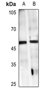 1 - Anti-GPR38 Antibody AP51960