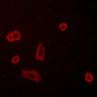 3 - Anti-GPR50 Antibody AP51961