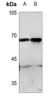 1 - Anti-GPR50 Antibody AP51961