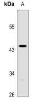 1 - Anti-Caspase 1 p10 Antibody AP51962