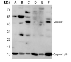 0 - Anti-Caspase 1 p10 Antibody AP51962