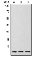 1 - Anti-Caspase 14 p10 Antibody AP51963