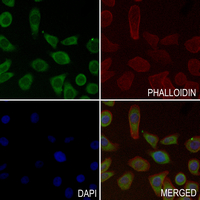 3 - Anti-Caspase 5 p10 Antibody AP51964