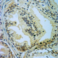 19 - Anti-Caspase 5 p10 Antibody AP51964