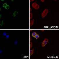 3 - Anti-CD8a Antibody AP51966