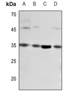 1 - Anti-CD8a Antibody AP51966