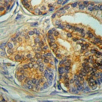 19 - Anti-CD9 Antibody AP51967