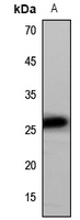 1 - Anti-CD9 Antibody AP51967