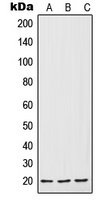 1 - Anti-IL-7 Antibody AP51968