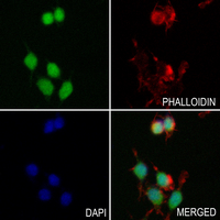 3 - Anti-SMAD7 Antibody AP51971