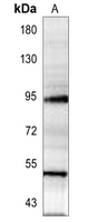 1 - Anti-SMAD7 Antibody AP51971