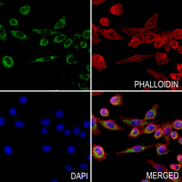 3 - Anti-Angiopoietin-4 Antibody AP51972