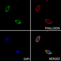 3 - Anti-ALPI Antibody AP51973