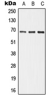 1 - Anti-ALPI Antibody AP51973