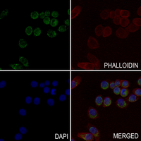 3 - Anti-Heme Oxygenase 2 Antibody AP51976