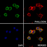 3 - Anti-Parvalbumin alpha Antibody AP51978