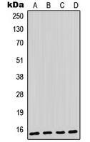 1 - Anti-Parvalbumin alpha Antibody AP51978