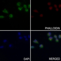 3 - Anti-SOCS3 Antibody AP51979