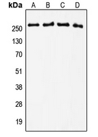 1 - Anti-Tenascin C Antibody AP51980