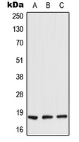 1 - Anti-TIG2 Antibody AP51981