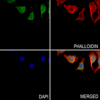 3 - Anti-UGCG Antibody AP51983