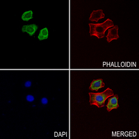 3 - Anti-UGT8 Antibody AP51985