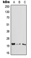 1 - Anti-Cytoglobin Antibody AP51987