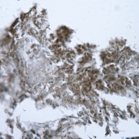 19 - Anti-GOT1 Antibody [KO/KD Validated] AP51988