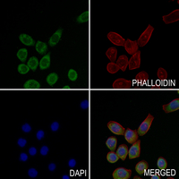 3 - Anti-HLA-G Antibody AP51989