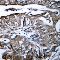 19 - Anti-HLA-G Antibody AP51989