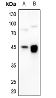 1 - Anti-HLA-G Antibody AP51989