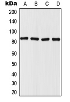 1 - Anti-Mitofilin Antibody AP51990