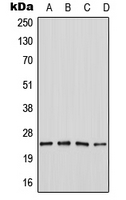 1 - Anti-SEI-1 Antibody AP51994