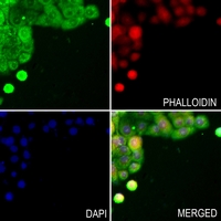 3 - Anti-TWIST Antibody AP51996