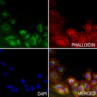 3 - Anti-GNAI1 Antibody AP51999