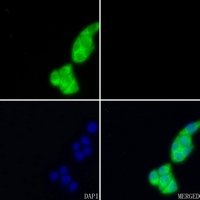 3 - Anti-HUR Antibody AP52000