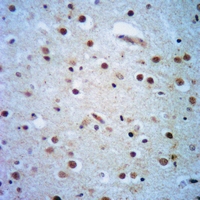 19 - Anti-HUR Antibody AP52000