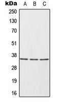 1 - Anti-HUR Antibody AP52000