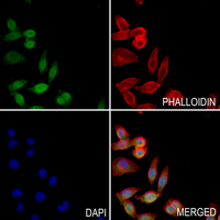 3 - Anti-DROSHA Antibody AP52002