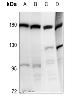 1 - Anti-DROSHA Antibody AP52002