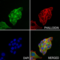 3 - Anti-EB3 Antibody AP52003