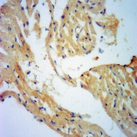 19 - Anti-ENDOG Antibody AP52005