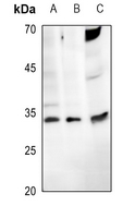 1 - Anti-ENDOG Antibody AP52005