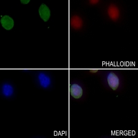 3 - Anti-FARSB Antibody AP52006