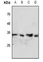 1 - Anti-FHL2 Antibody AP52007
